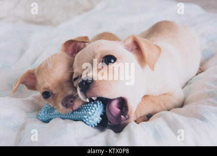 Tiny Chihuahua Puppy Chewing on Rubber Toy Stock Photo