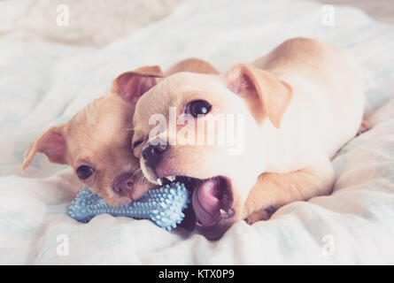 Tiny Chihuahua Puppy Chewing on Rubber Toy Stock Photo