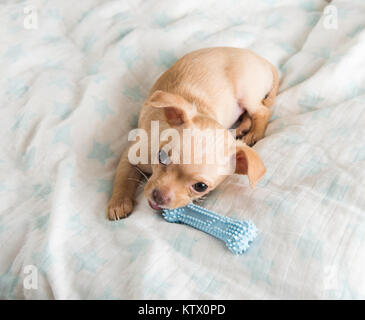 Tiny Chihuahua Puppy Chewing on Rubber Toy Stock Photo