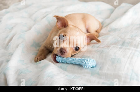 Tiny Chihuahua Puppy Chewing on Rubber Toy Stock Photo