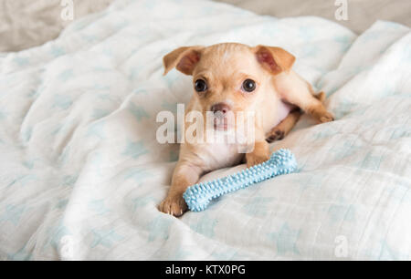 Tiny Chihuahua Puppy Chewing on Rubber Toy Stock Photo