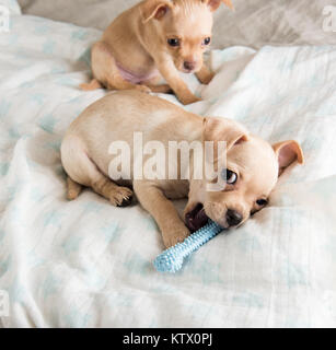 Tiny Chihuahua Puppy Chewing on Rubber Toy Stock Photo