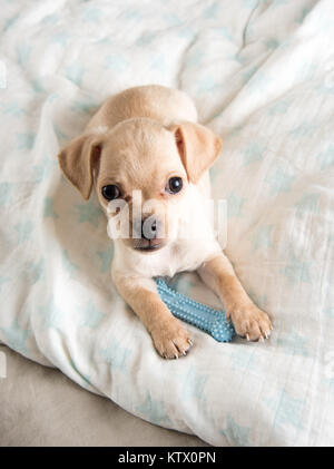 Tiny Chihuahua Puppy Chewing on Rubber Toy Stock Photo