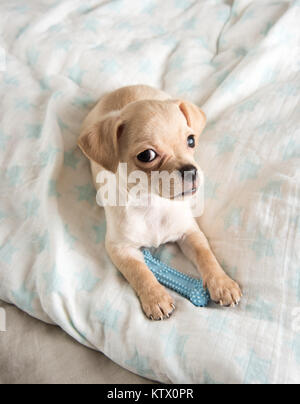 Tiny Chihuahua Puppy Chewing on Rubber Toy Stock Photo