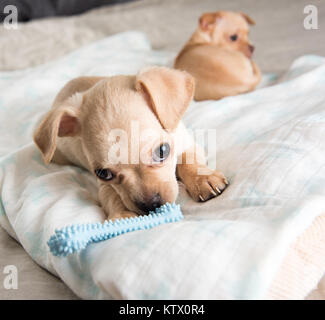 Tiny Chihuahua Puppy Chewing on Rubber Toy Stock Photo