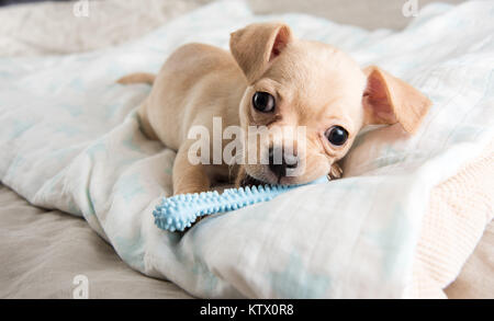 Tiny Chihuahua Puppy Chewing on Rubber Toy Stock Photo