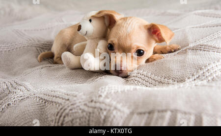 Tiny Puppy Falling Asleep on Bed Stock Photo