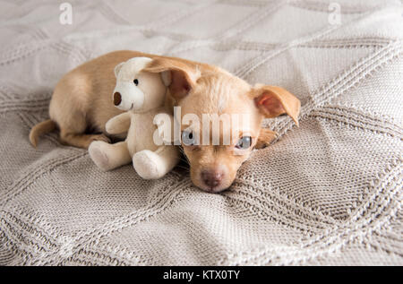 Tiny Puppy Falling Asleep on Bed Stock Photo