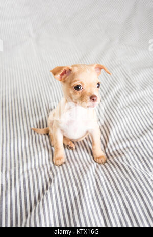 Tiny Puppy Falling Asleep on Bed Stock Photo