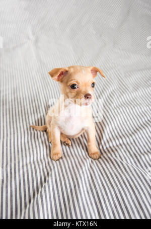 Tiny Puppy Falling Asleep on Bed Stock Photo