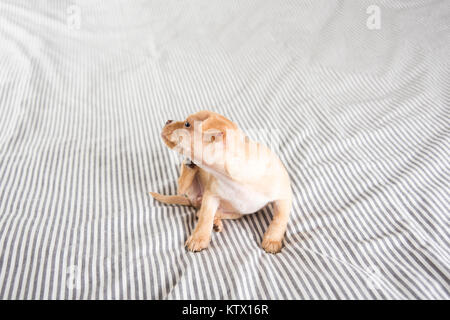 Tiny Puppy Falling Asleep on Bed Stock Photo