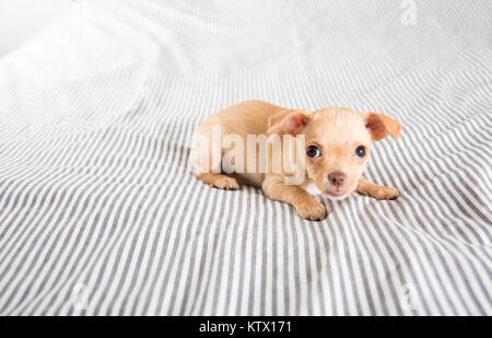 Tiny Puppy Falling Asleep on Bed Stock Photo