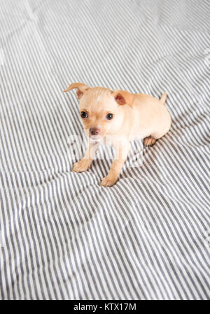 Tiny Puppy Falling Asleep on Bed Stock Photo