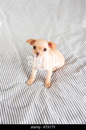 Tiny Puppy Falling Asleep on Bed Stock Photo