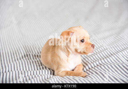 Tiny Puppy Falling Asleep on Bed Stock Photo