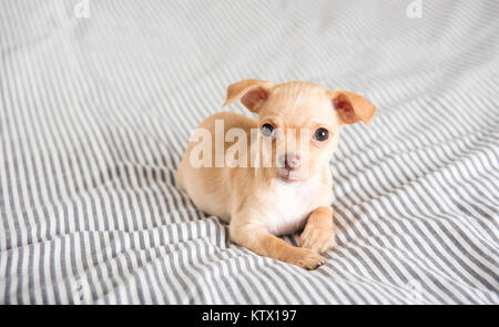 Tiny Puppy Falling Asleep on Bed Stock Photo