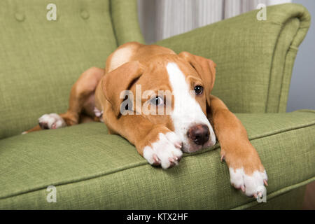 Fawn and White Mixed Breed Puppy Relaxing on Green Chair at Home Stock Photo