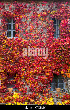Fall red leafs climb a multi stored building fasade, omitting windows. Seasonal Autumn background. Papingo village, Zagorochoria, Greece Stock Photo