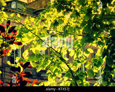 sunny bright garden trees dappled light through leafs Victorian Edwardian English style terraced villas suburbia concept of summer salad days Stock Photo