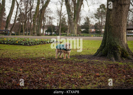A terrier dog in Ropner Park, Richmond Road, Stockton-on-Tees, United Kingdom Stock Photo