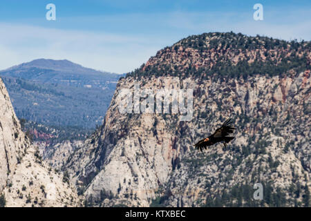 An adult California condor in flight on Angel's Landing Trail in Zion National Park, Utah, United States of America, North America Stock Photo