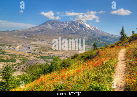 Mount St. Helens with wild flowers, Mount St. Helens National Volcanic Monument, Washington State, United States of America, North America Stock Photo