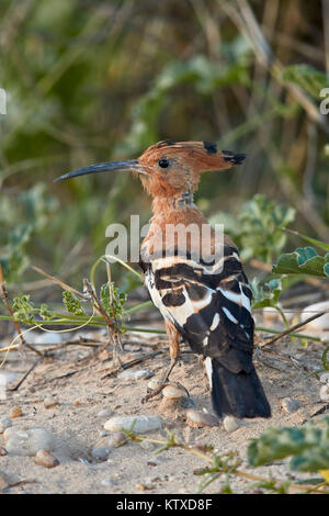 African hoopoe (Upupa africana), Kgalagadi Transfrontier Park, South Africa, Africa Stock Photo