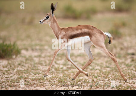 Springbok (Antidorcas marsupialis) calf running, Kgalagadi Transfrontier Park, South Africa, Africa Stock Photo