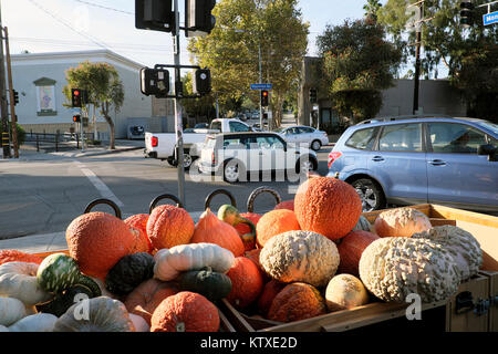 Pumpkins and gourds for sale at Hallowe'en outside Trader Joes Supermarket in the Silver Lake neighborhood of Los Angeles California USA  KATHY DEWITT Stock Photo