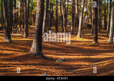 Landscape with pine trees and long shadows of Studdard Picnic Area in the Stone Mountain Park in sunny autumn day, Georgia, USA Stock Photo