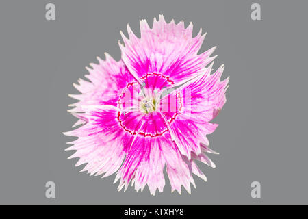 Single Sweet William Flower In Different Color Background Stock Photo