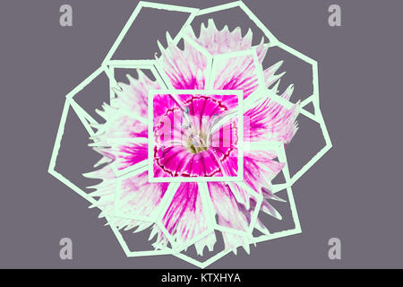 Single Sweet William Flower in Frame effect Stock Photo