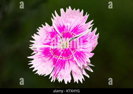 Single Sweet William Flower In Natural Background Stock Photo
