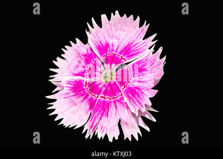 Single Sweet William Flower on Black Background Stock Photo