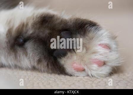 Macro of grey cat palm paw. Fluffy kitty paw Stock Photo