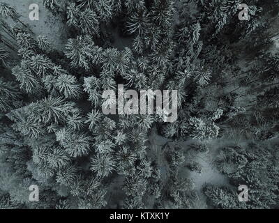 Trees from by drone in winter time Stock Photo