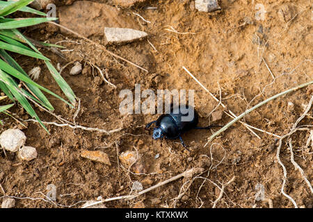 Dor beetle crawls on wet land (Anoplotrupes stercorosus)