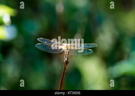 Female tawny dragonfly the ruddy darter sits on a branch (Sympetrum sanguineum) Stock Photo