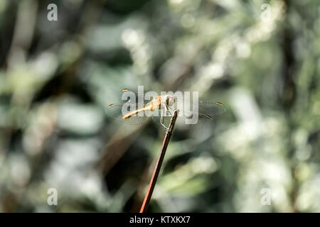 Female tawny dragonfly the ruddy darter sits on a branch (Sympetrum sanguineum) Stock Photo