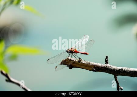 Male red dragonfly the ruddy darter sits on a branch (Sympetrum sanguineum) Stock Photo