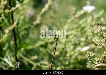 Male red dragonfly the ruddy darter sits on a branch (Sympetrum sanguineum) Stock Photo