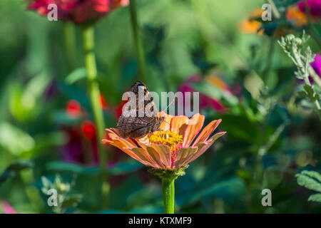 Butterfly European peacock collects nectar from flowers (Aglais io) Stock Photo