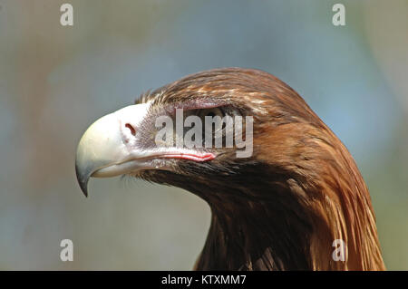 Portrait of immature Australian wedge-tailed eagle, Aquila audax Stock Photo