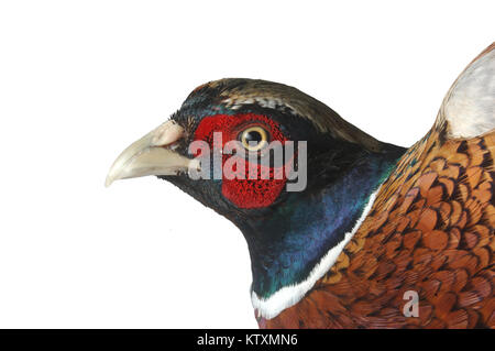 Portrait of gamebird, the male ring-necked pheasant, Phasianus colchicus