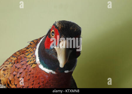 Portrait of gamebird, the male ring-necked pheasant, Phasianus colchicus