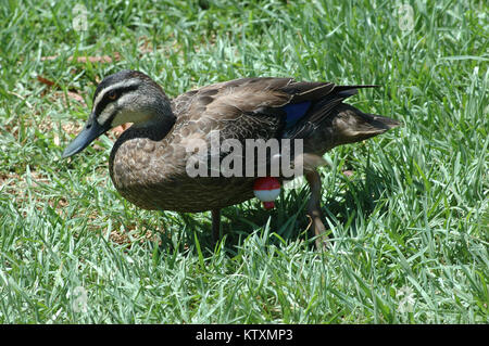 Australian black duck, Anas superciliosa, with fishing line and float caught around leg Stock Photo