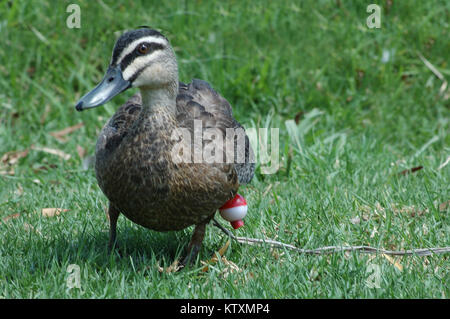 Australian black duck, Anas superciliosa, with fishing line and float caught around leg Stock Photo