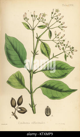 Quinine bark tree, Cinchona officinalis. Chromolithograph after a ...