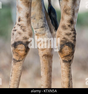A close portrait of a pair of Giraffe knees in Southern Africa Stock Photo
