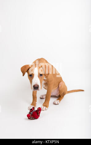 Fawn Colored Young Dog Holding Tiny Red Bear Stock Photo